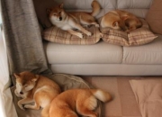 金年会下载-惊天逆袭！弗拉霍维奇完成自我救赎，铁血皇马关键战突围马赛