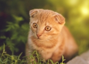 金年会官方-樱花武士的逆袭，迪亚斯致命一击如何撕碎阿根廷的华丽探戈