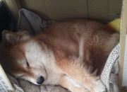 金年会娱乐-绿茵烽火，格列兹曼关键制胜与突尼斯血拼阿根廷的足球史诗