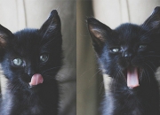 金年会官方-无冕中场与北欧寒刃，卡马文加的压制艺术与瑞典式收割