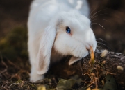 金年会电子-哈利伯顿爆发引领进攻风暴，快船防守锁死广厦队的战术镜像