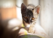 金年会app下载-热火队提前终结悬念轻取北京，班凯罗巨星价值尽显无遗