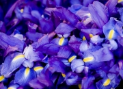 金年会全站-欧冠决赛焦点战燃爆全球，日本足球踏平加拿大彰显亚洲崛起