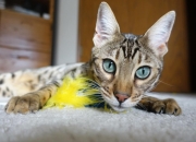 金年会真人-关键先生戈麦斯，安哥拉对阵南非的胜利之战