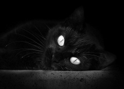 jinnianhui-稳定输出的艺术，比利时对阵南非之战与卡塞米罗的不掉线哲学