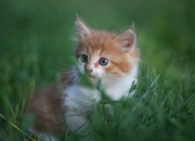 金年会全站-双城记，维尼修斯正名之战与国米铁血复仇