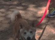 金年会网站-雄鹿粉碎国王，班凯罗关键节点连续得分锁定胜局