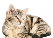 金年会体育-绝境逆袭，2026世界杯焦点战，乌克兰的足球与民族史诗