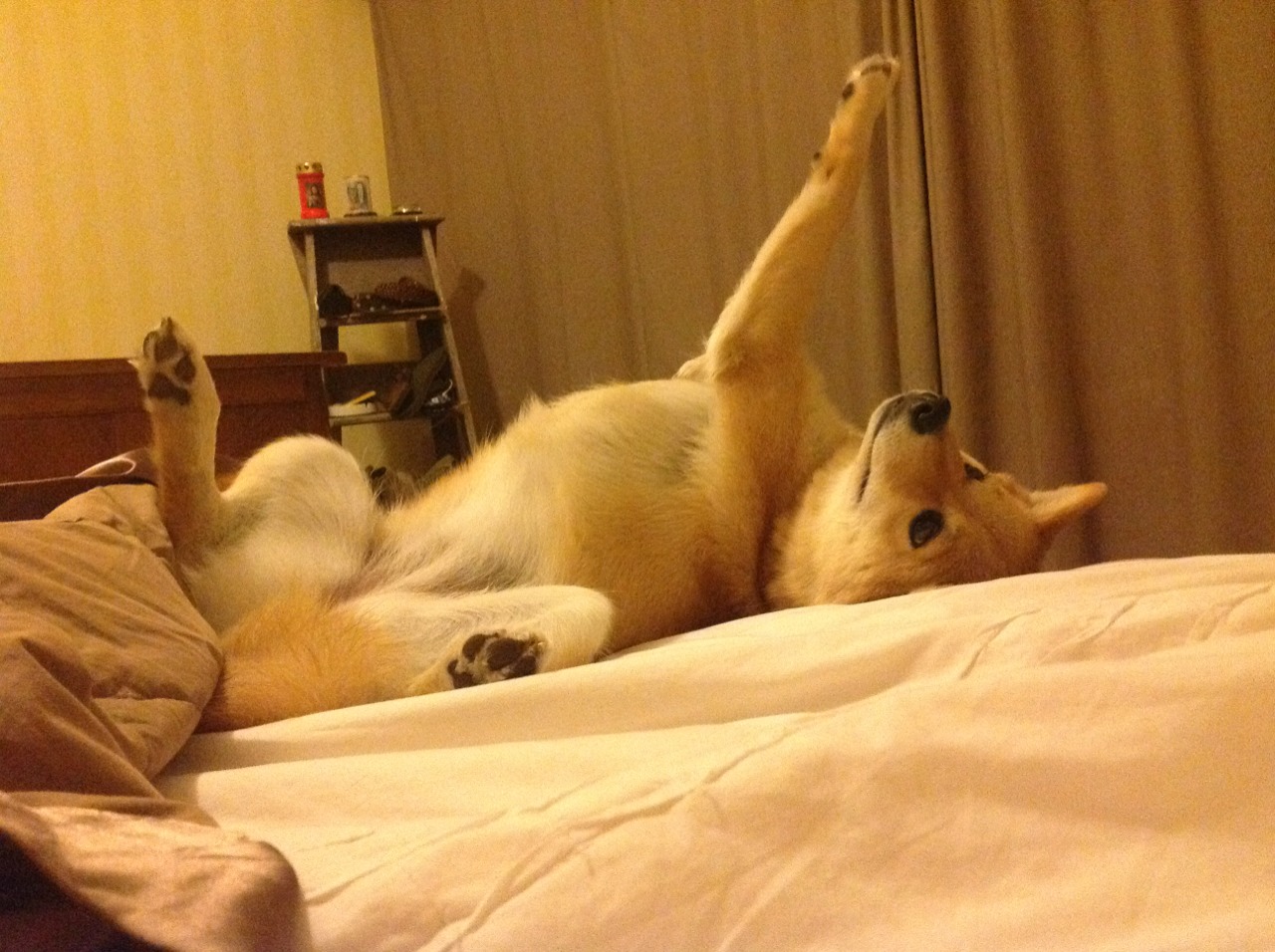 莫兰特无解突破撕裂防线!尼克斯苦战不敌浙江,新星持续杀伤成无解难题