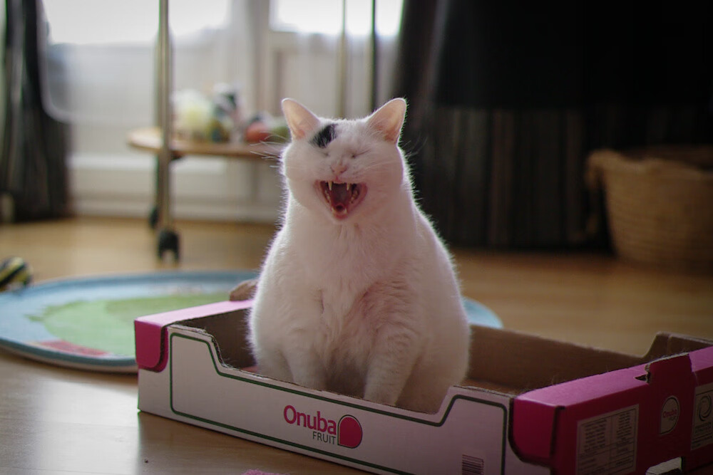 北欧风暴席卷中东，芬兰轻取伊拉克，格列兹曼化身绿茵关键先生