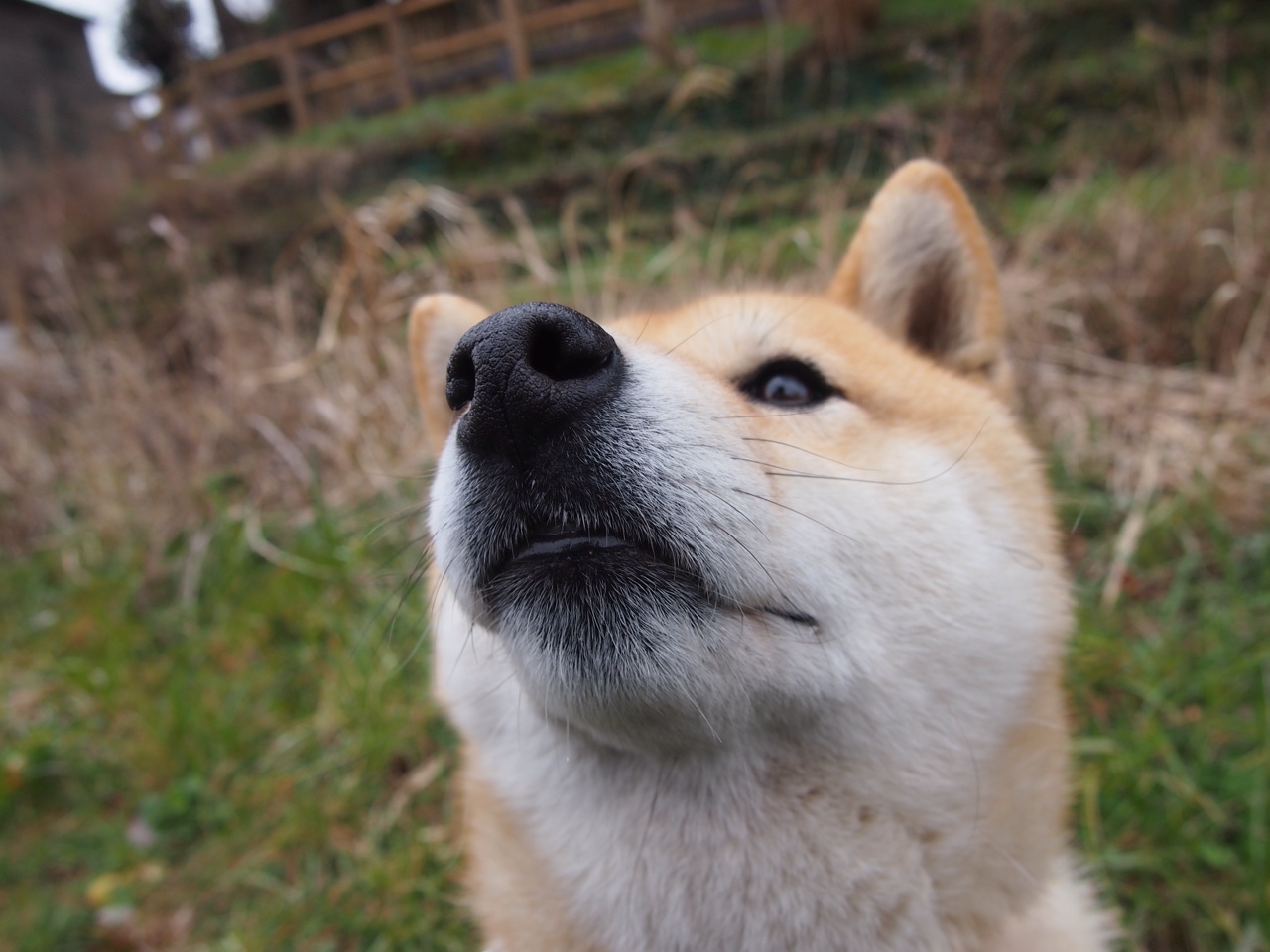 东方利刃破绿茵，富安健洋进攻端肆虐爱尔兰防线