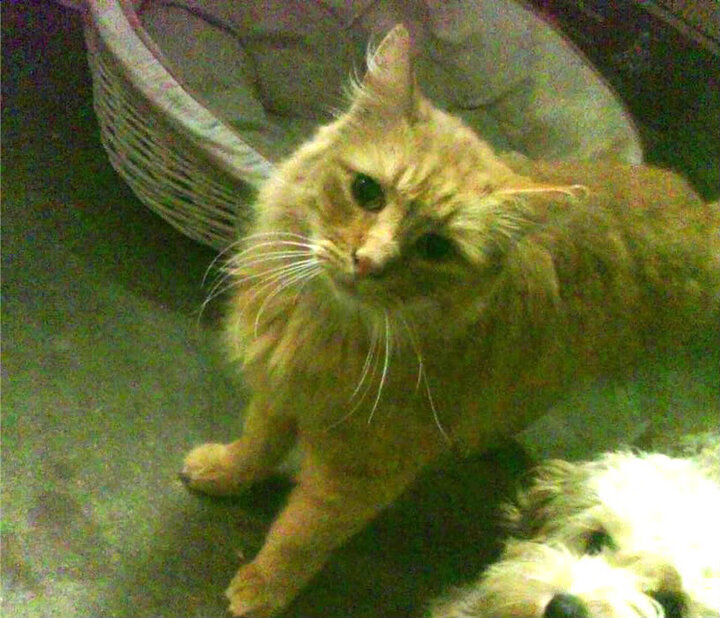 灰熊强行终结湖人！小贾伦·杰克逊成关键先生