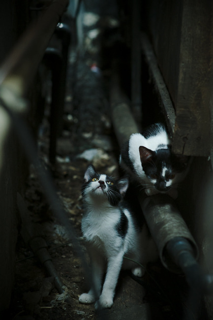 辽宁造梦夜，中国球队斩落紫金豪门，詹姆斯末节力挽狂澜