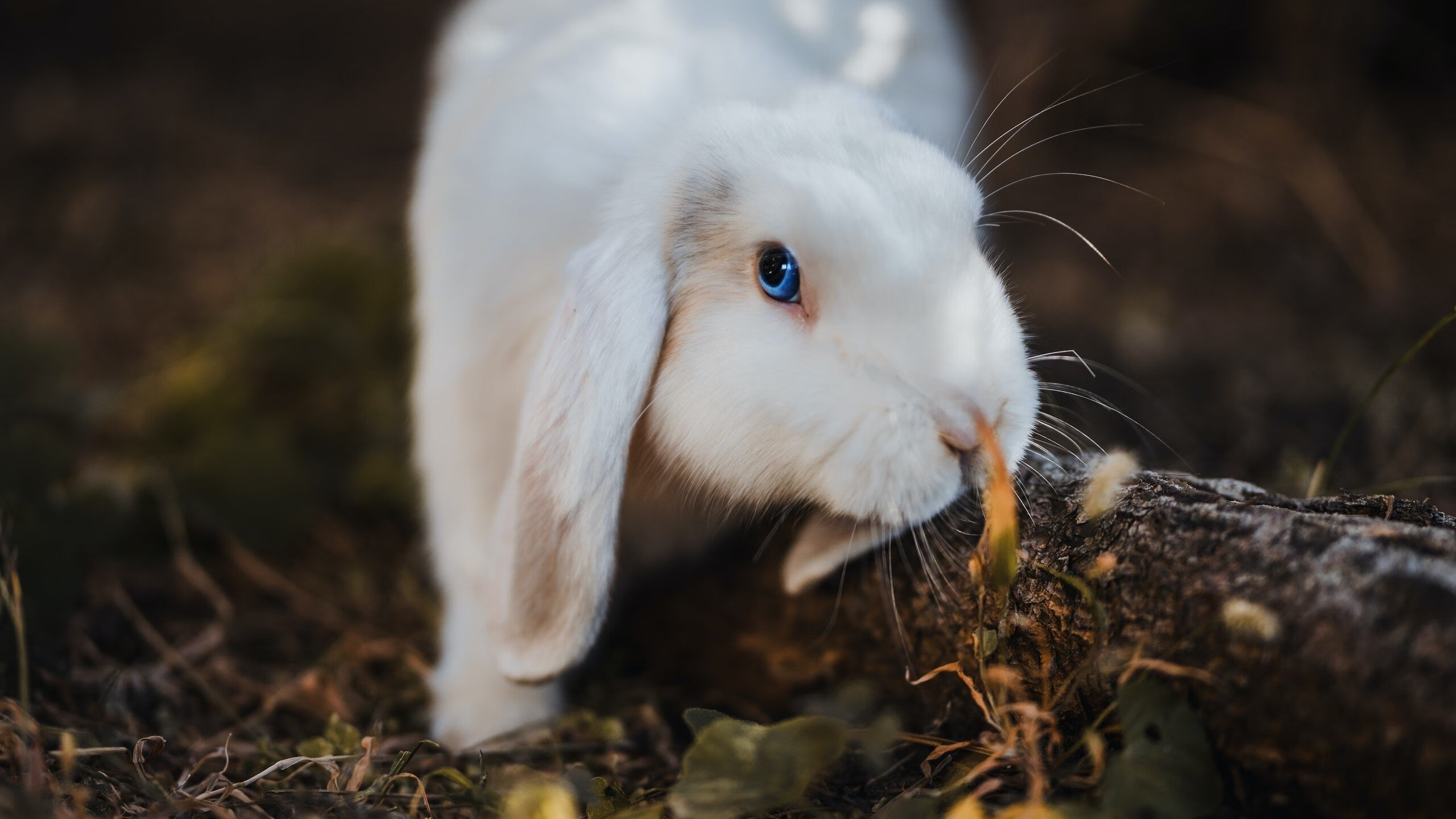 哈利伯顿爆发引领进攻风暴，快船防守锁死广厦队的战术镜像