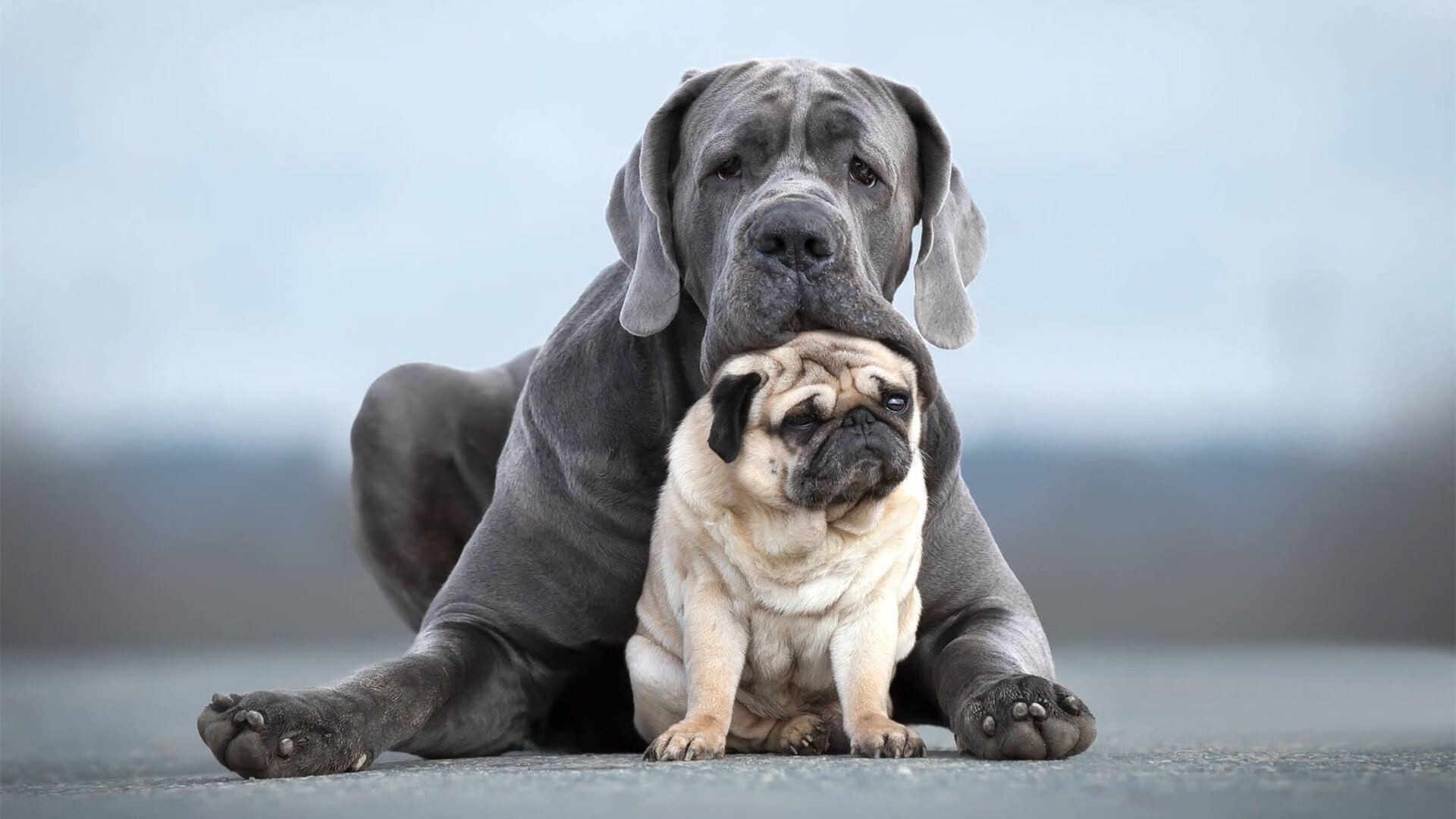 鏖战正酣，当摩纳哥遇见摩洛哥，弗拉霍维奇书写冠军序章