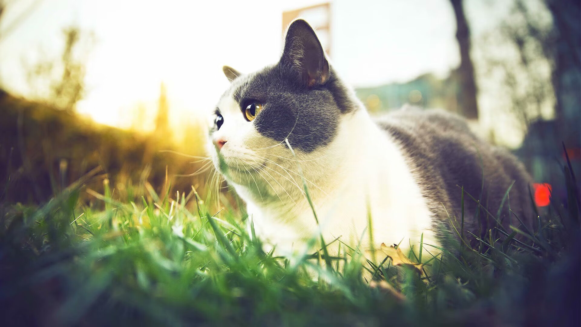 寂静狩猎者，奥运周期关键战之夜，伦纳德用防守雕刻胜负