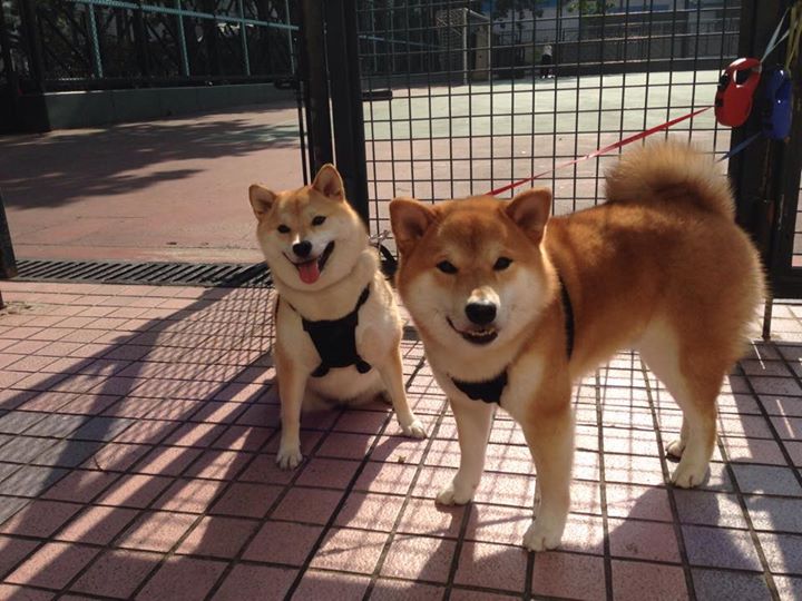 AC米兰逆转佛罗伦萨，赖斯制胜表现引领胜利