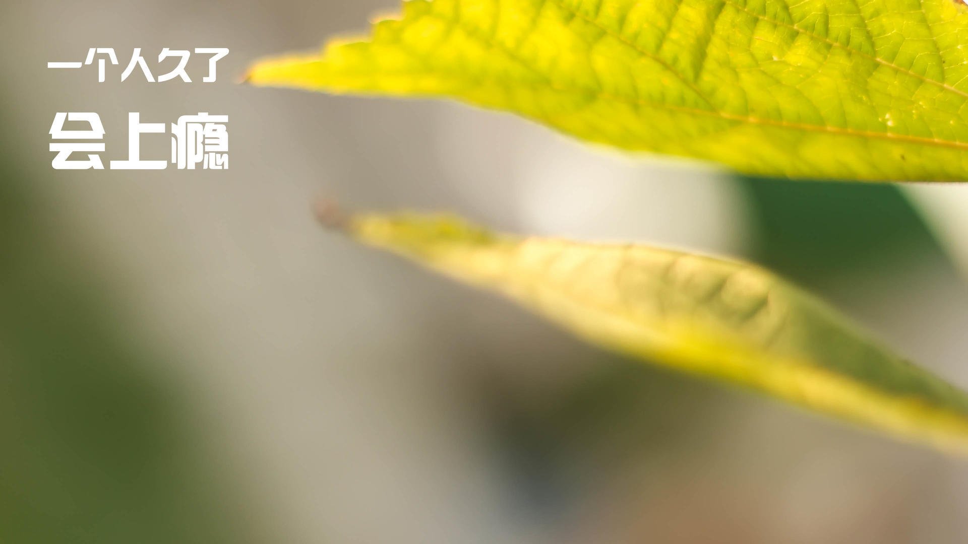 卡塔尔碾压那不勒斯，阿劳霍成定海神针