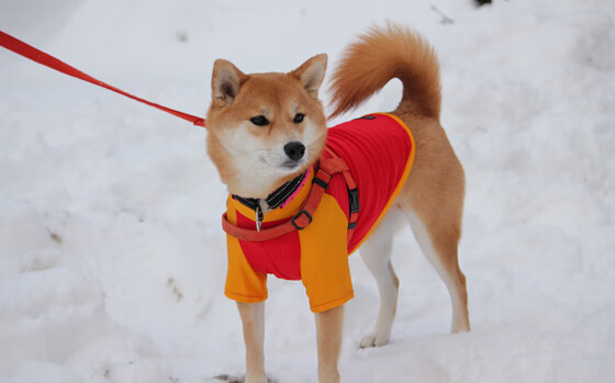 哥斯达黎加美学胜利,卡拉斯科的致命优雅,轻取奥地利的战术密码